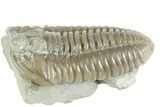 Prone Flexicalymene Trilobite w/ Brachiopods - Mt Orab, Ohio #380328-2
